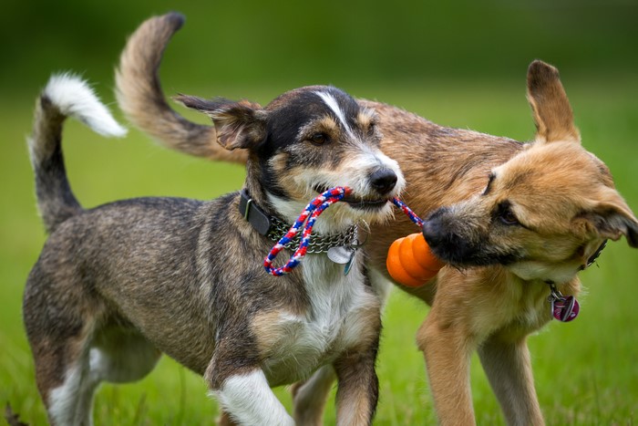 Two dogs playing with a toy