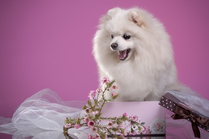 White Pomeranian dog in a gift box with flowers