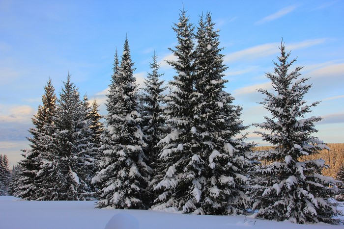 Snow-covered spruce trees in a winter forest