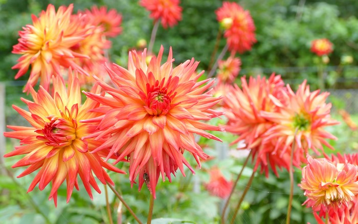 4K Dahlias Closeup