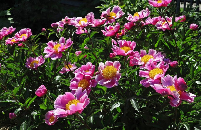 Pink peonies with yellow centers in a garden