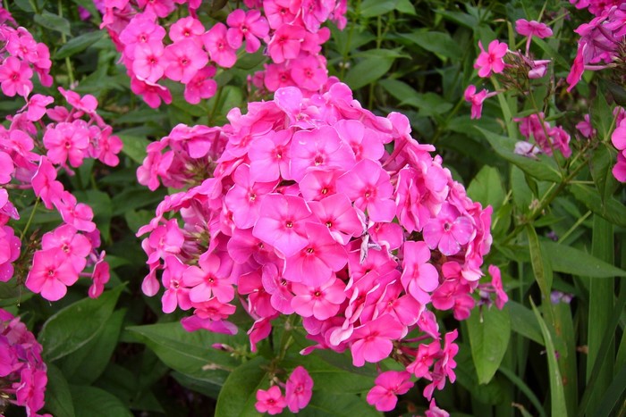 Pink Phlox flowers in bloom