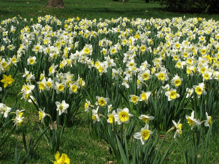 Field of white and yellow daffodils