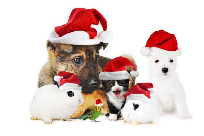 Puppy, Kitten, Rabbits, and Parrot wearing Santa hats