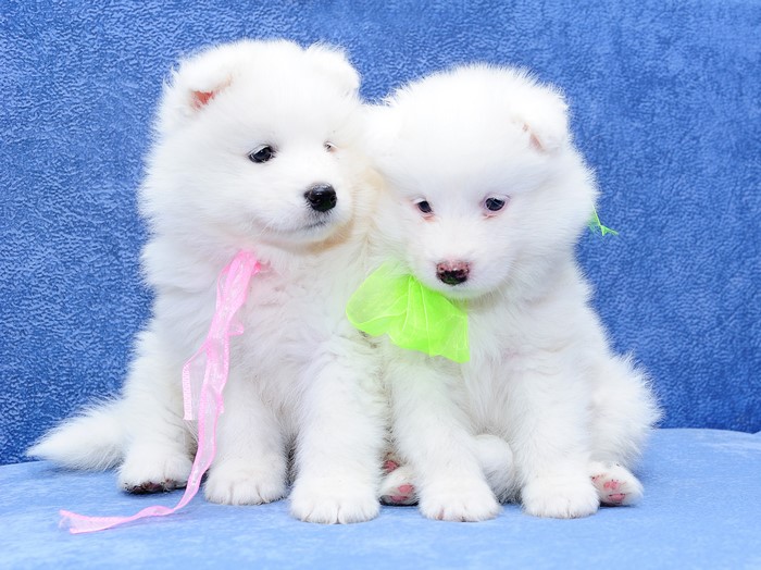 Two white Samoyed puppies with ribbons