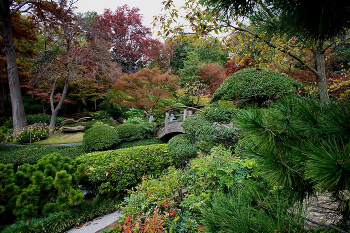Japanese Garden with Autumn Foliage and Bridge in Fort Worth, Texas