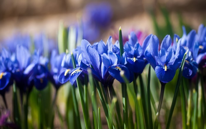Close-up of many blue irises in bloom