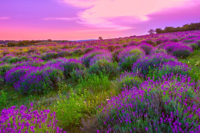 Lavender Field Scenery 4K