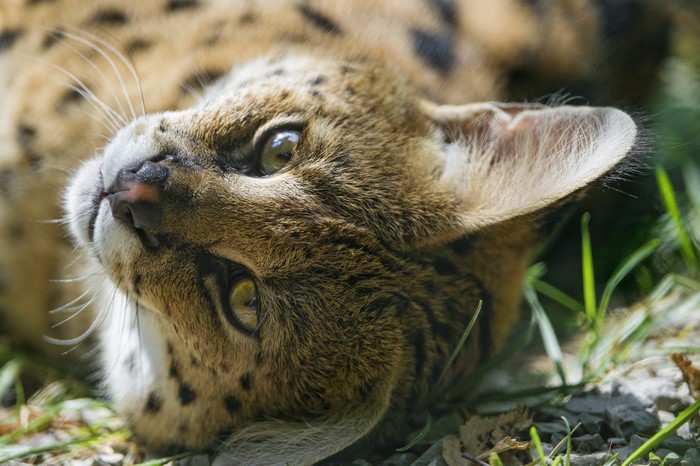 Serval cat lying on the ground