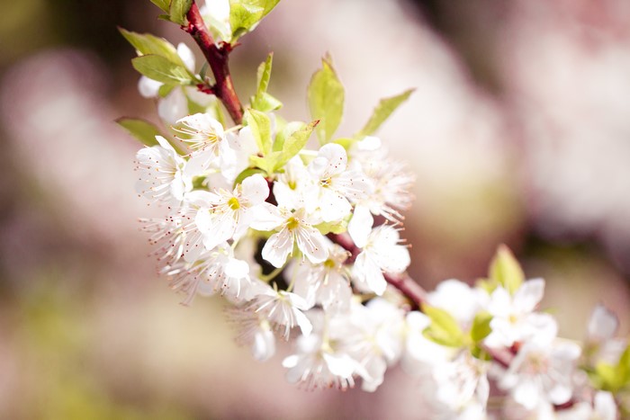 White Cherry Blossoms on a Branch