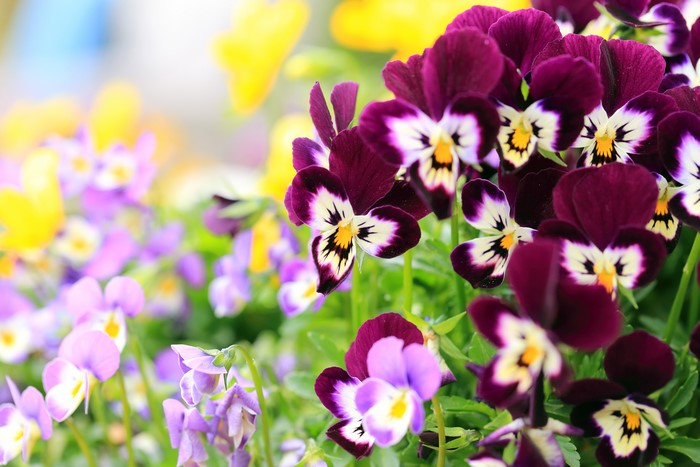 Closeup of purple and yellow pansies