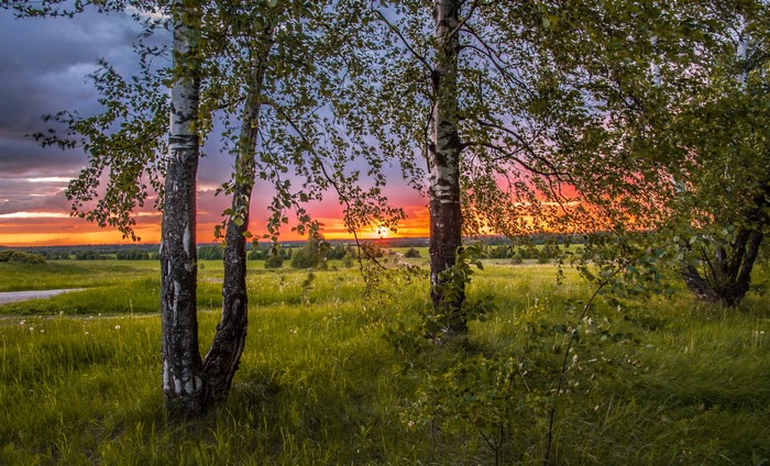 Birch trees in a field at sunset