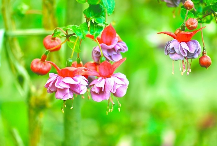 Fuchsia flowers with red buds