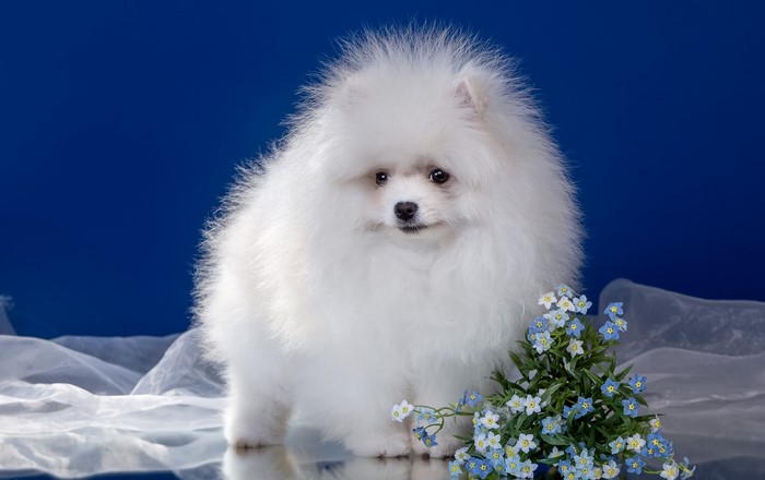 White Pomeranian Puppy with Blue Flowers
