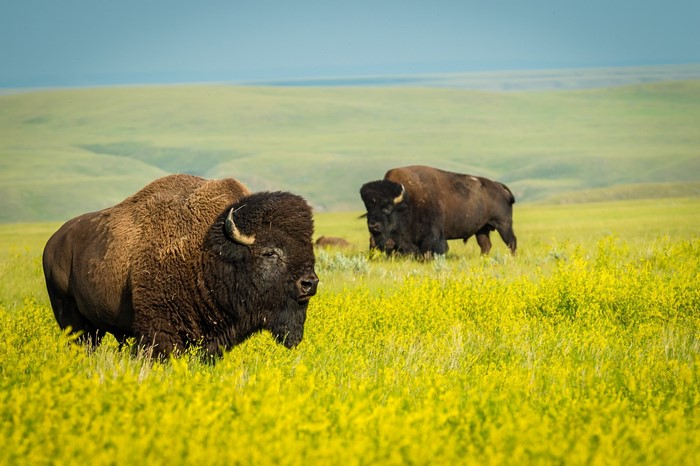 American Bison in a field of yellow flowers
