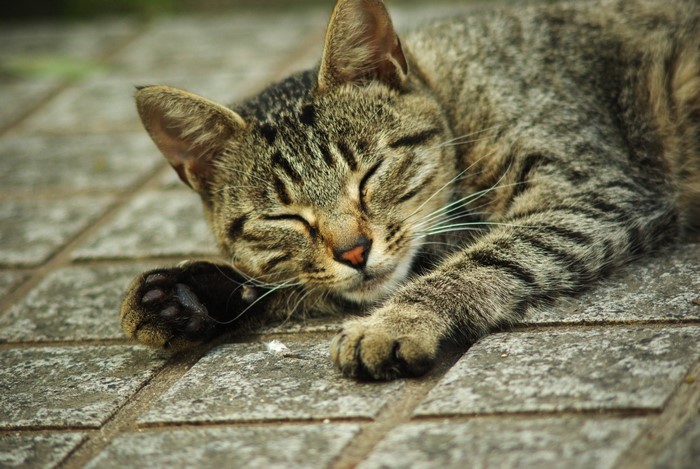 A tabby cat sleeping on pavement