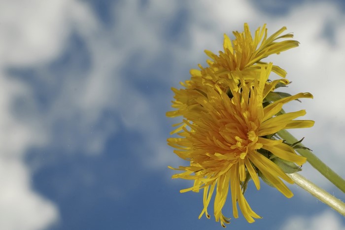 Two yellow dandelions against a blue sky with clouds