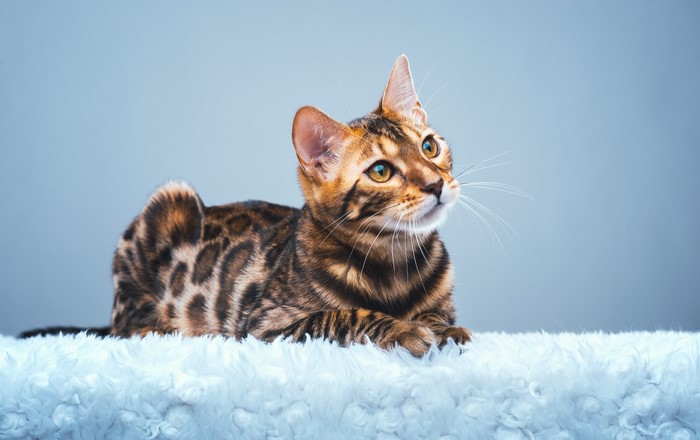 Bengal cat lying on a fluffy surface