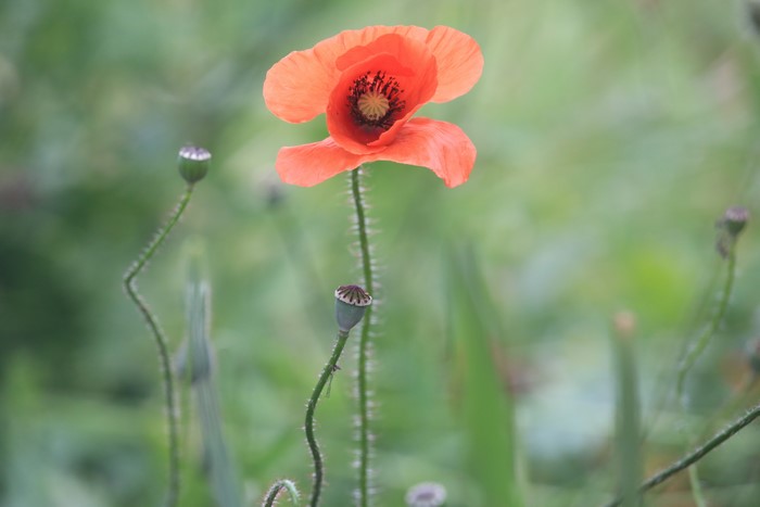 Poppy flower and buds