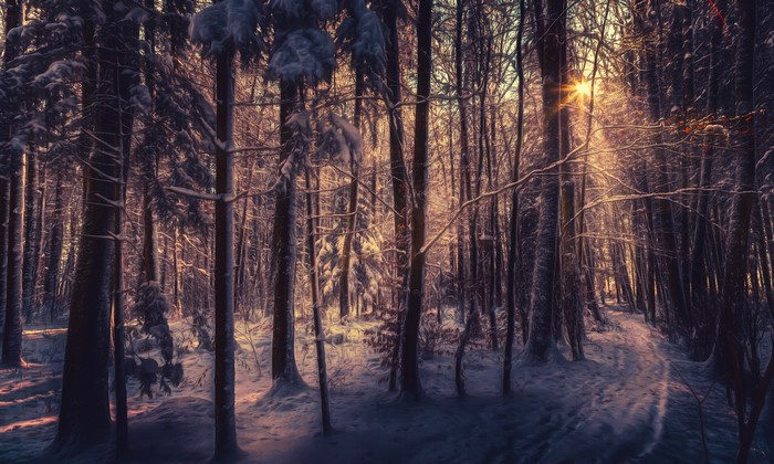 Winter forest with sun rays and snow