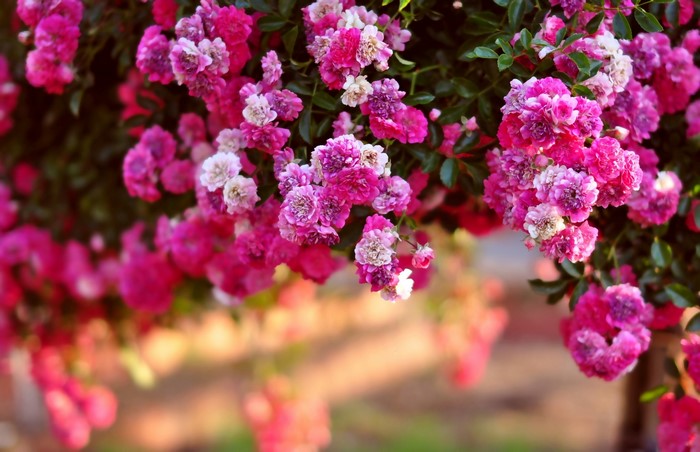 Pink and purple roses on a shrub