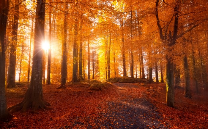 Sunlight shining through autumn trees in a forest