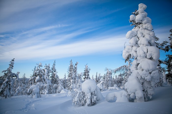 Snow-covered trees in Lapland, Finland under a blue sky