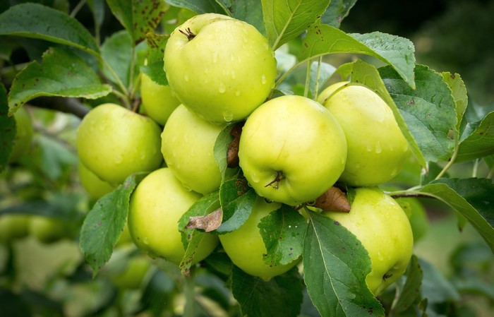 Green apples on a tree branch with leaves