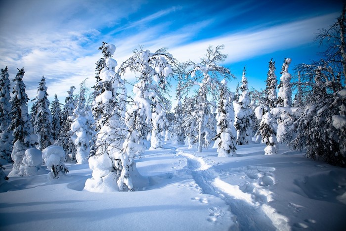 Snowy forest path in Lapland, Finland