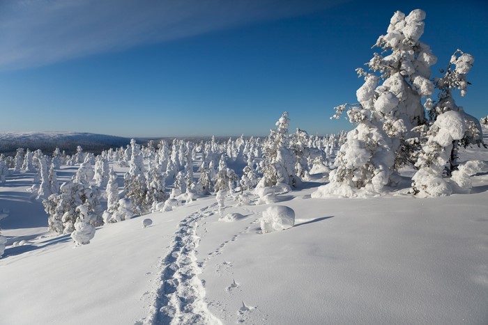 Snow-covered trees in Lapland, Finland under a blue sky