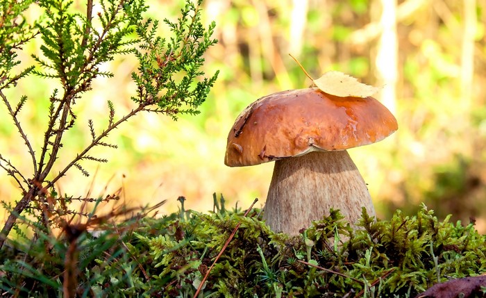 Mushroom growing in moss with a small tree