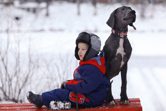 Boy and Great Dane dog sitting on a bench in winter
