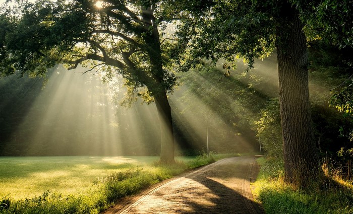 Sunlight beams through trees onto a path and meadow