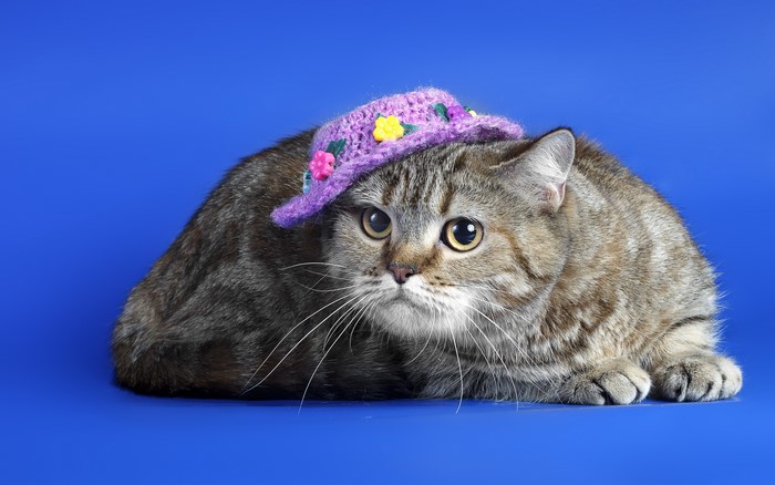 Cat wearing a purple hat