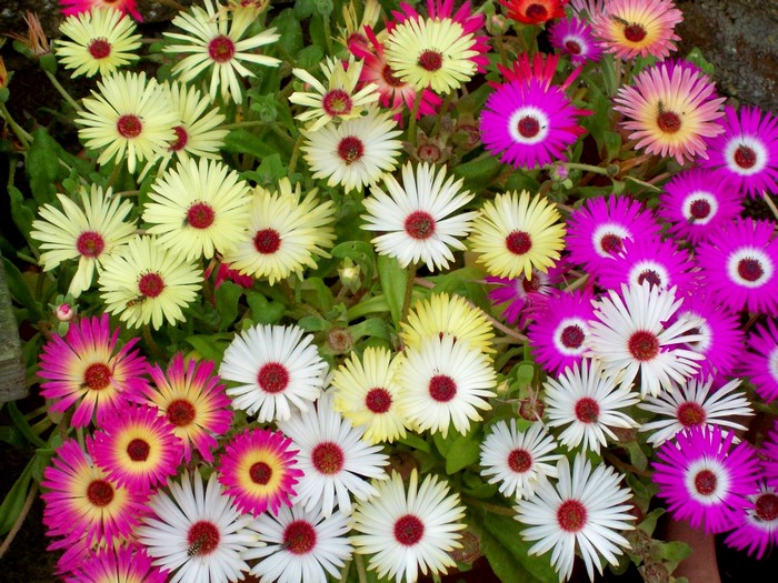 Mesembryanthemum flowers in various colors
