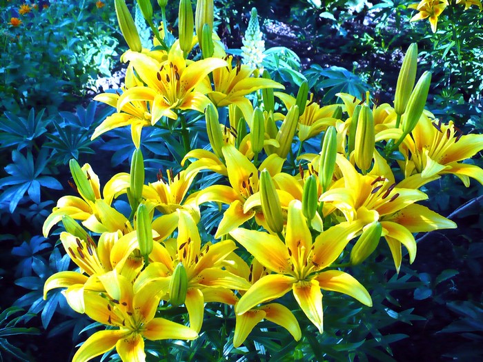 Yellow lilies in a garden