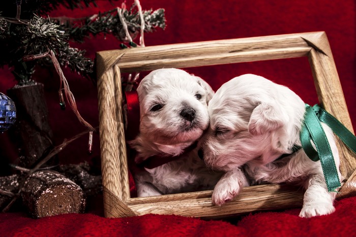 Two puppies in a wooden frame with Christmas decorations