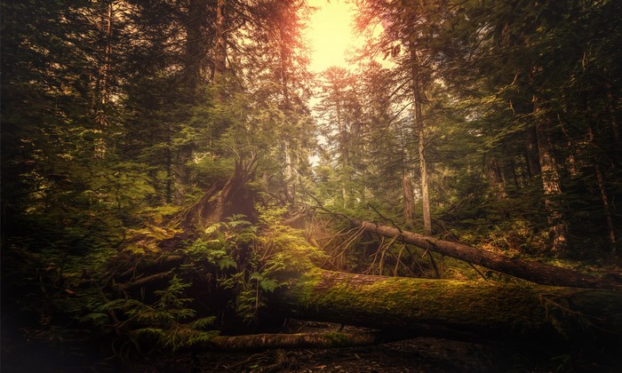 Forest with fallen trees and sunlight