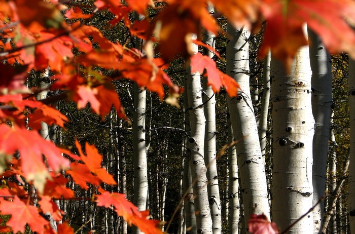 Autumn leaves and Aspen trees in Colorado