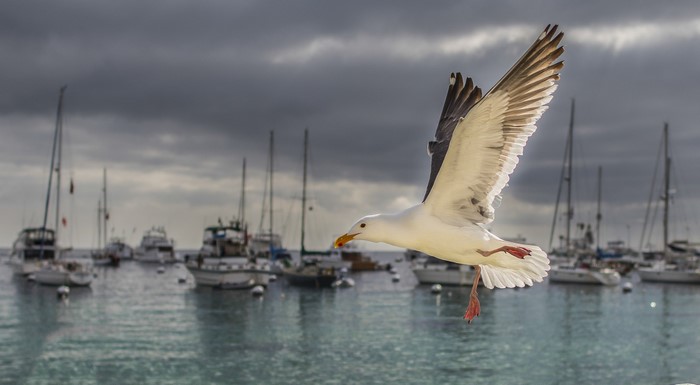 Seagull flying over boats in Catalina Island harbor