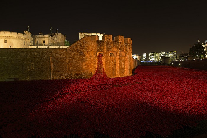 Tower of London poppies at night