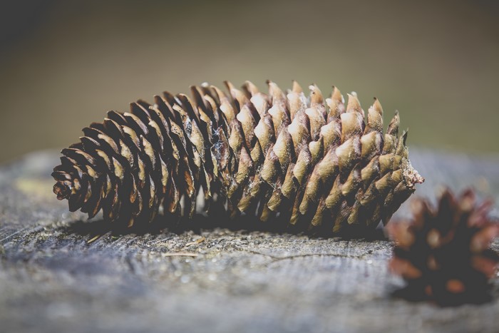 Pine cone on a wooden surface