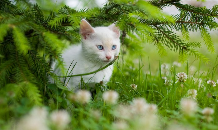 White kitten with blue eyes under pine branches