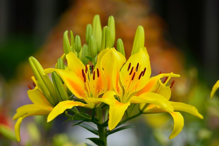 Yellow lilies with buds