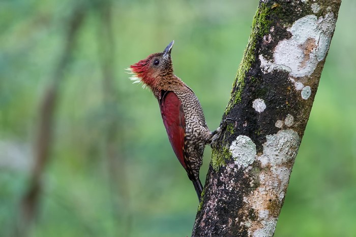 Red-crested Woodpecker on a mossy tree trunk