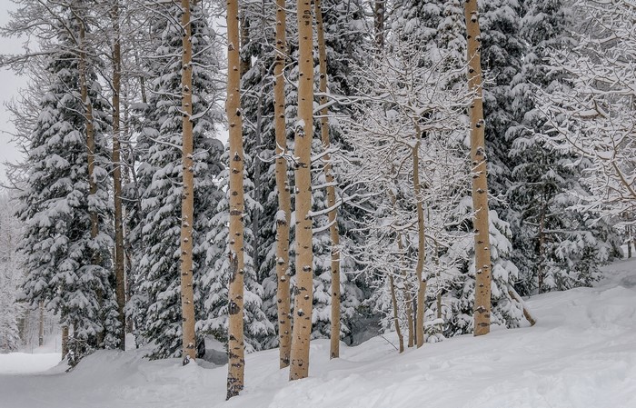 Snow covered trees in a forest during winter