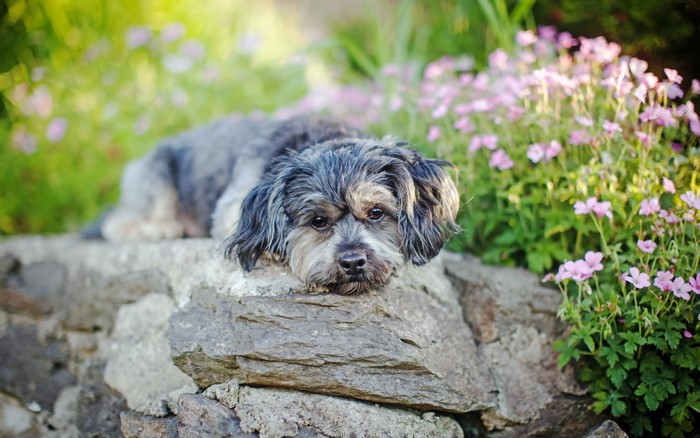 A small dog rests on a stone wall near flowers