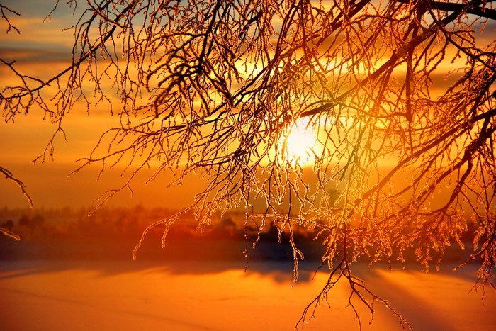 Winter sunrise through frosted branches