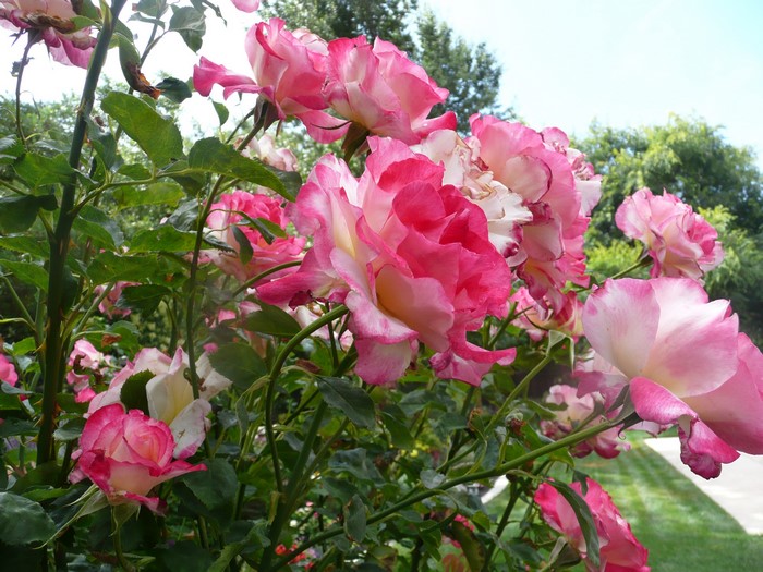 Pink and white roses in a garden