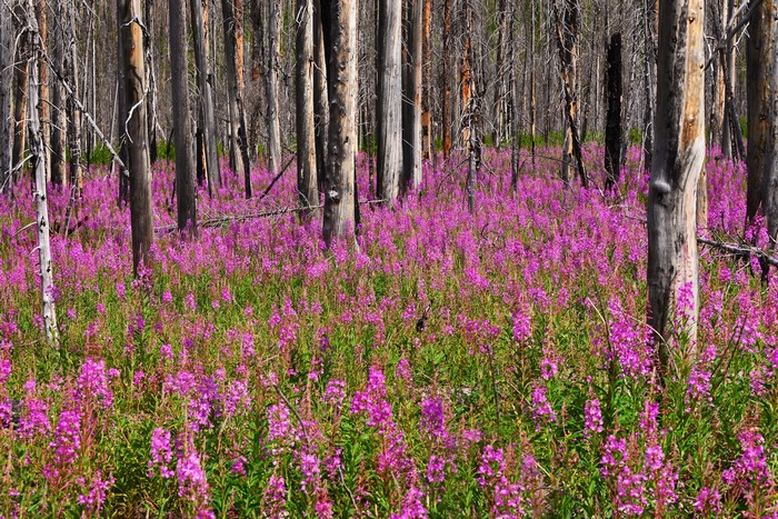 Forest with pink flowers and burnt trees